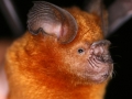 Hipposideros larvatus